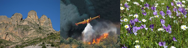 Il richiamo della foresta (II)