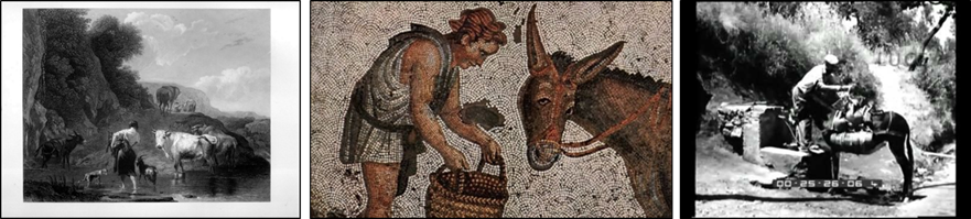 Il raglio dell’asina